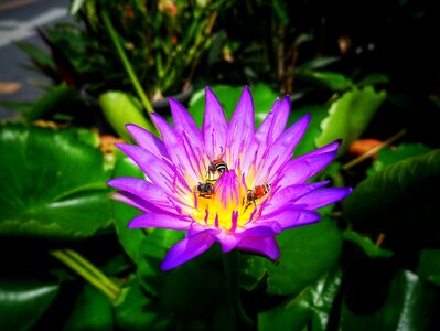 Lotus purple wood water