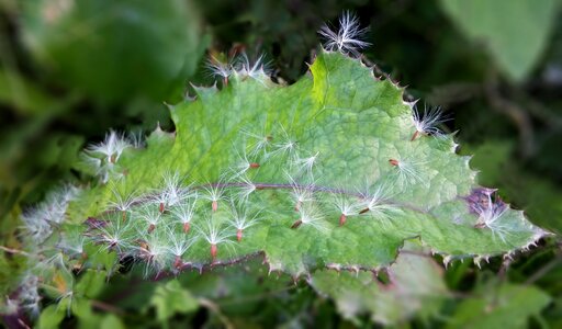 Flowers dandelion seeds wildflower photo