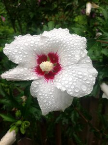 Rain flower