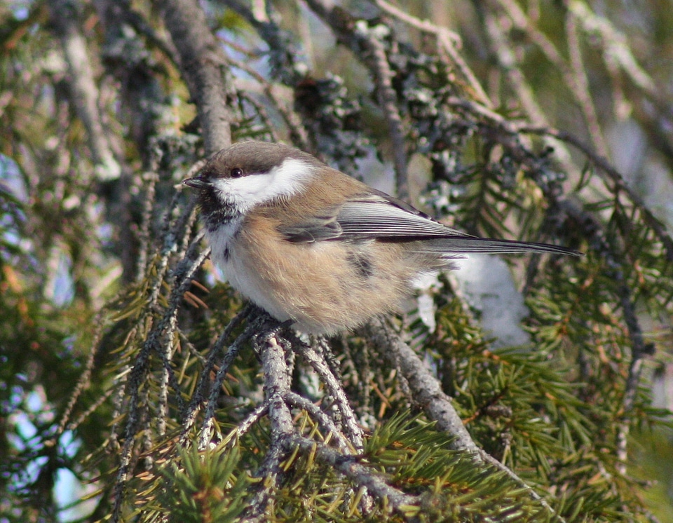 Macro close-up siberian tit