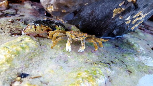 Beach animal nature