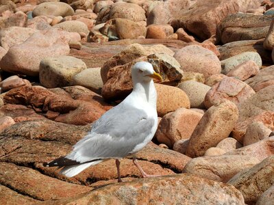 Seagull bird nature