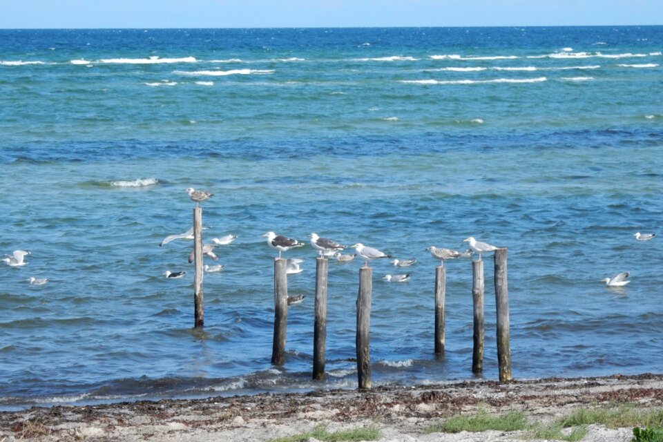 Beach summer gulls