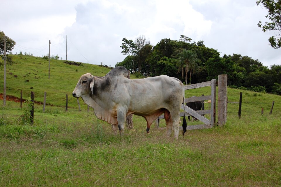 Mammal cattle animals