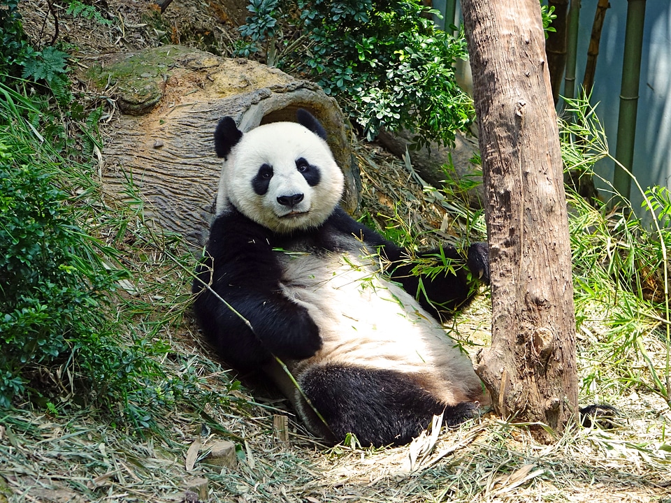 Protected bamboo national treasure