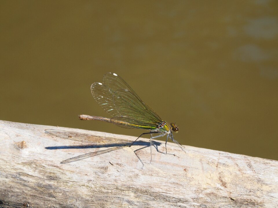 Animal insect nature