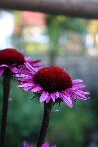 Bloom nature plant photo