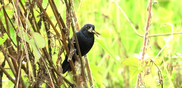 Bird branches colombia