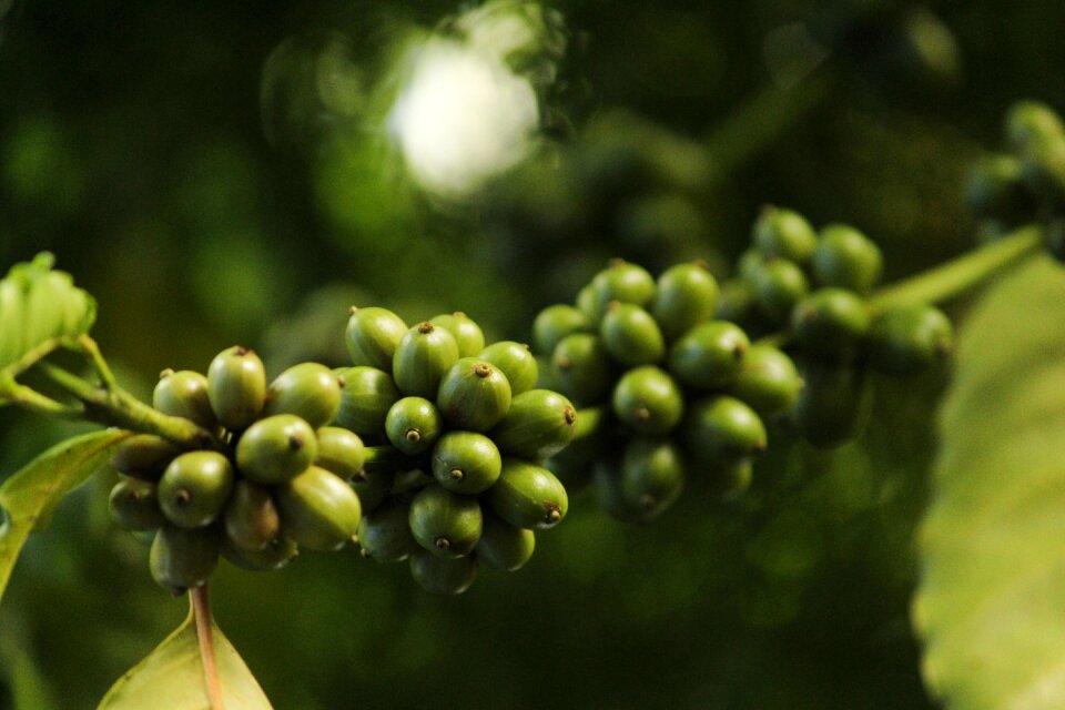 Espresso cappuccino coffee tree