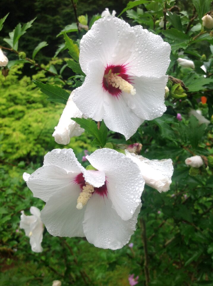 Flowers rain
