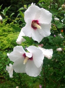 Flowers rain
