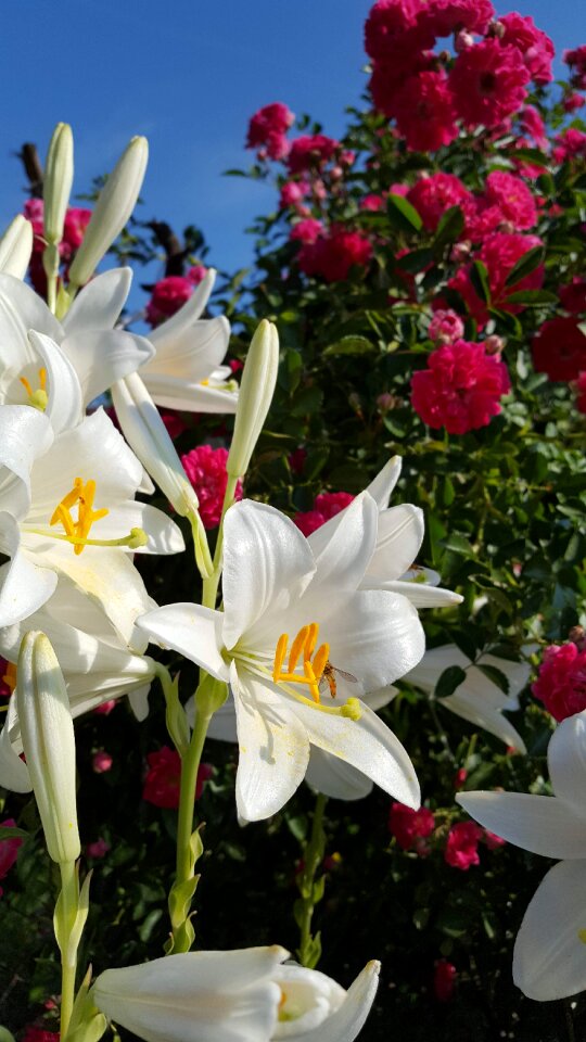 Flowers lily nature