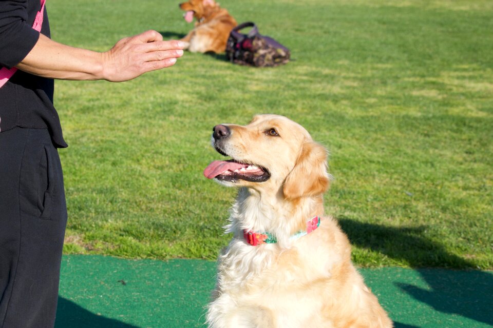 Dog commands dog sit