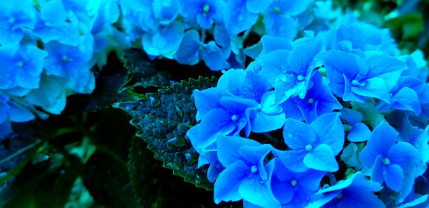 Blue flowers nature