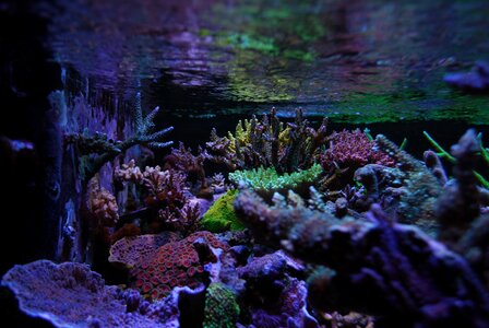 Sps corals