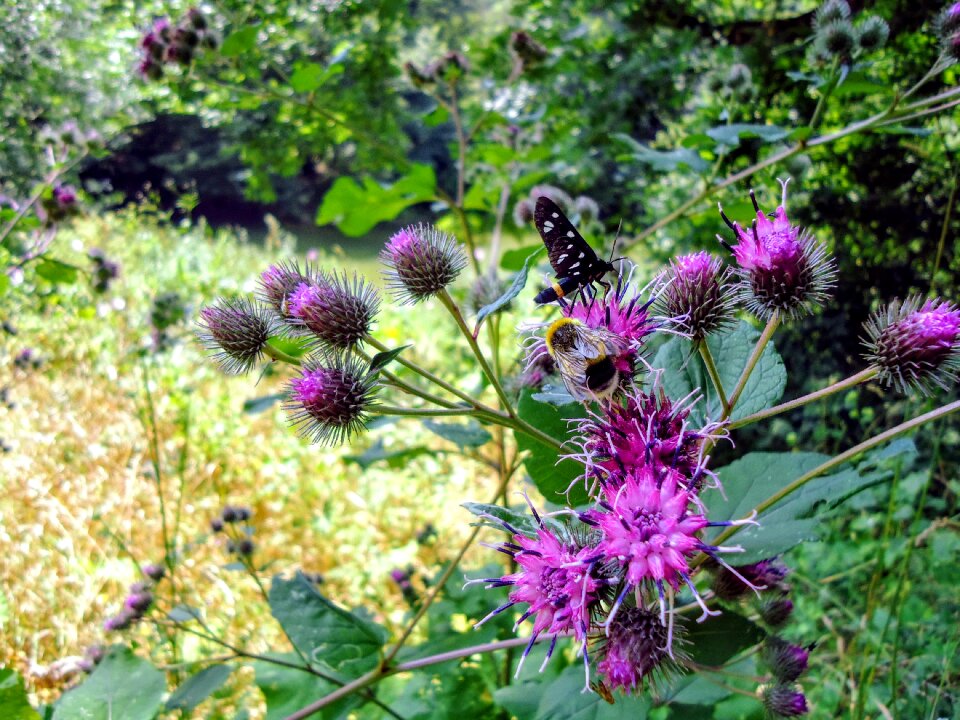 Nature purple bloom