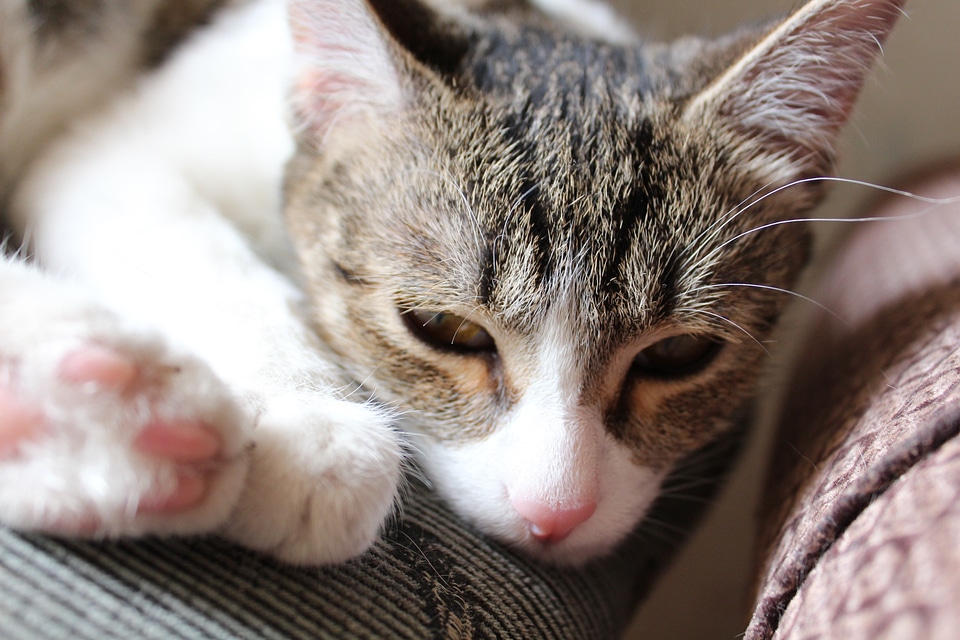 Kitten kitty feline