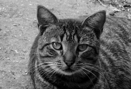 Eyes black white