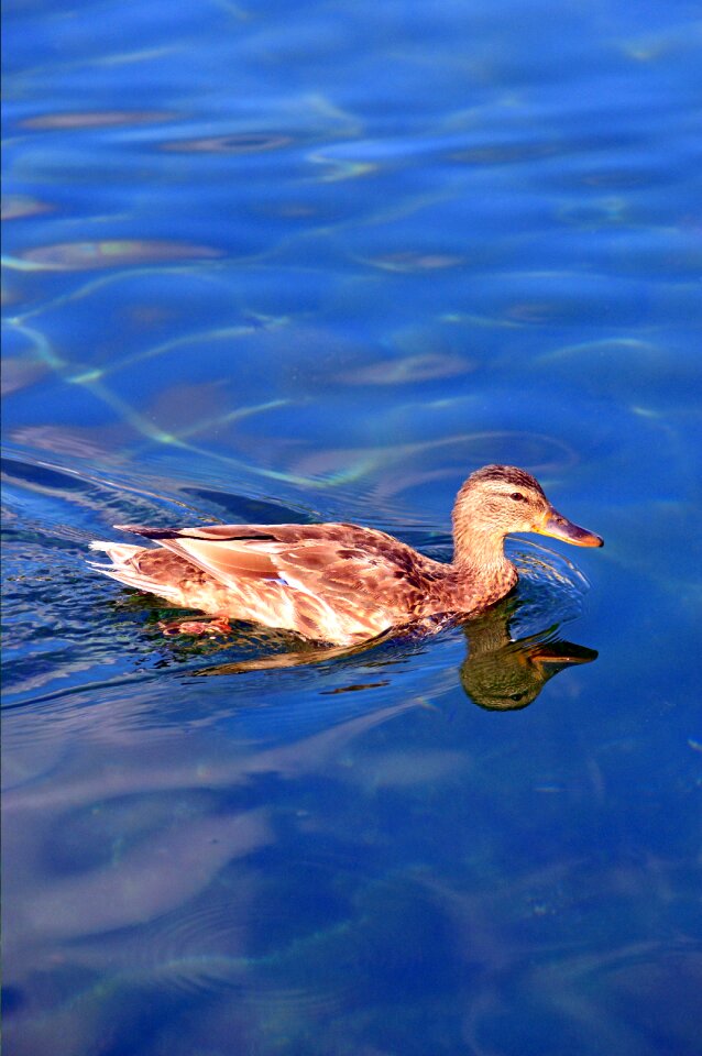 Winged bird nature