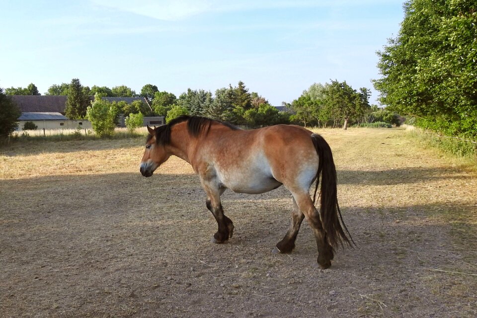 Animal mare coupling