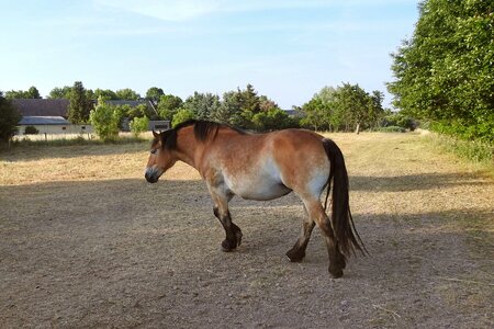 Animal mare coupling