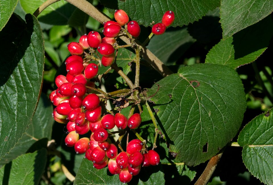 Ripe food delicious