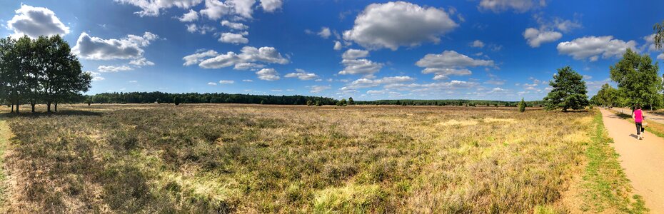 Heather heathland landscape