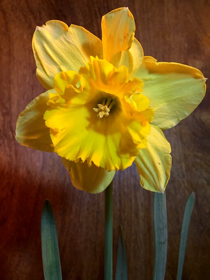 Yellow petals flora