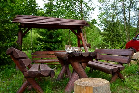 Portrait kitty nature
