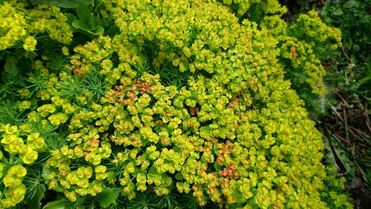 Green flora botanica photo