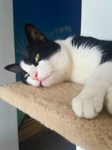 Feline black and white face cat photo