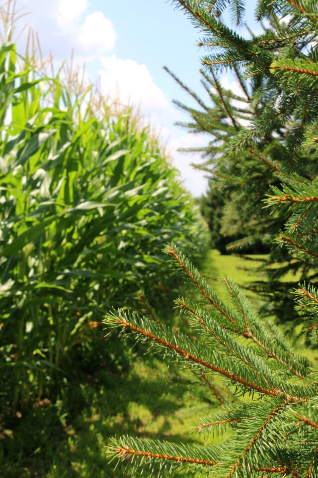 Farm summertime