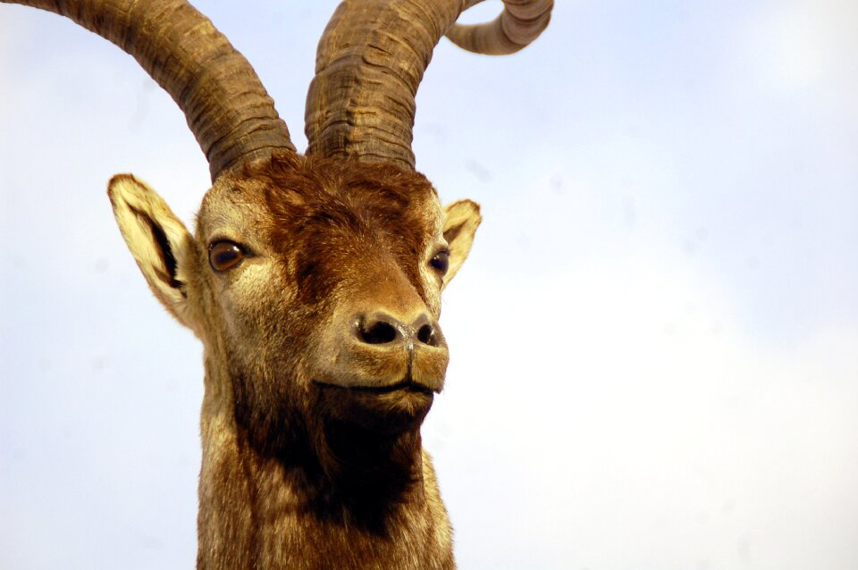 Horns animals nature