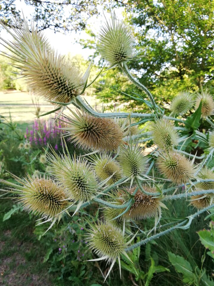 Decorative flower green park