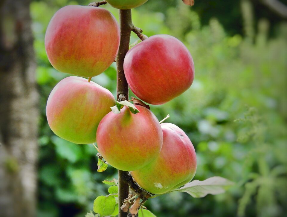Apples fruit apple