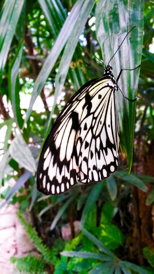Animal wing animal world