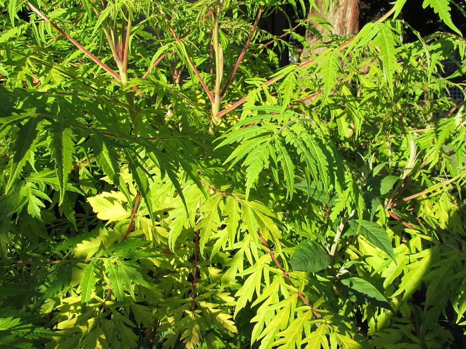 Many park plants