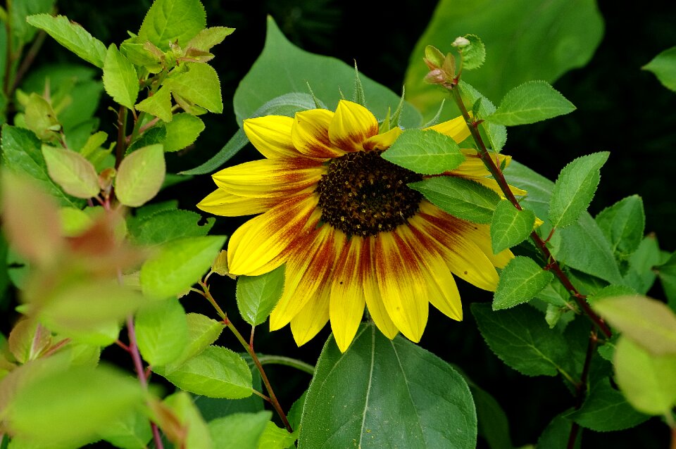 Sunflower yellow flower