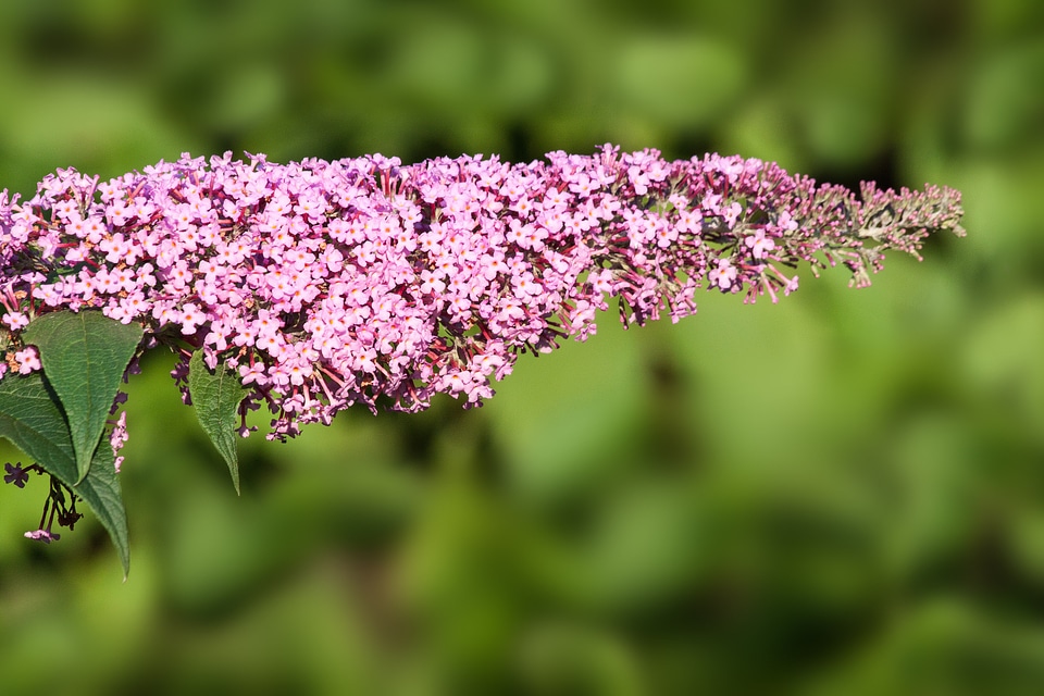 Plant summer lilac flowers