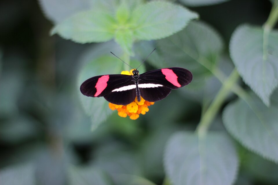 Blossom bloom black