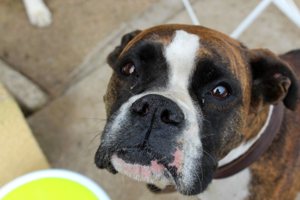 Animals cute doggy