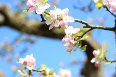 Fruit spring branch photo