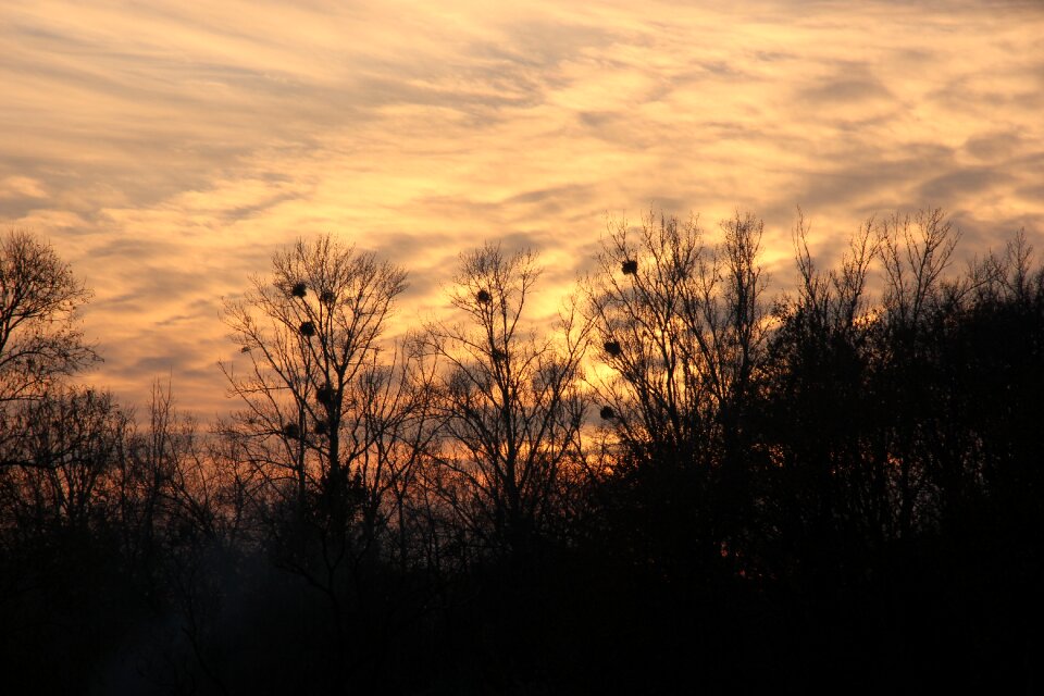 Sunset nature trees