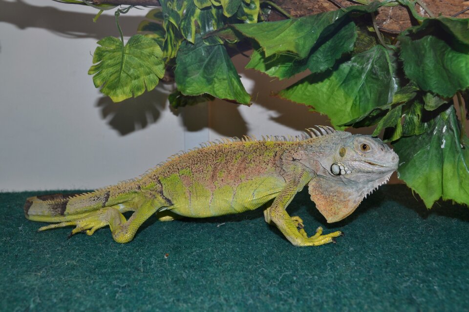 Lizard nature reptiles