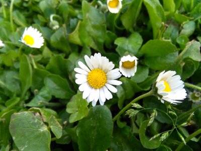 Flower daisies white