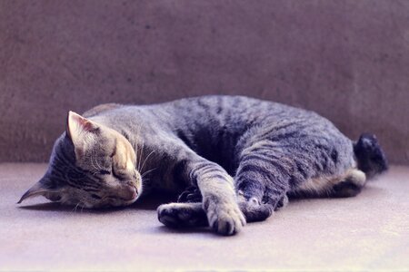 Pets cat nap nap