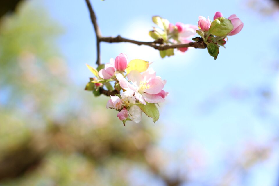Branch fruit blossom
