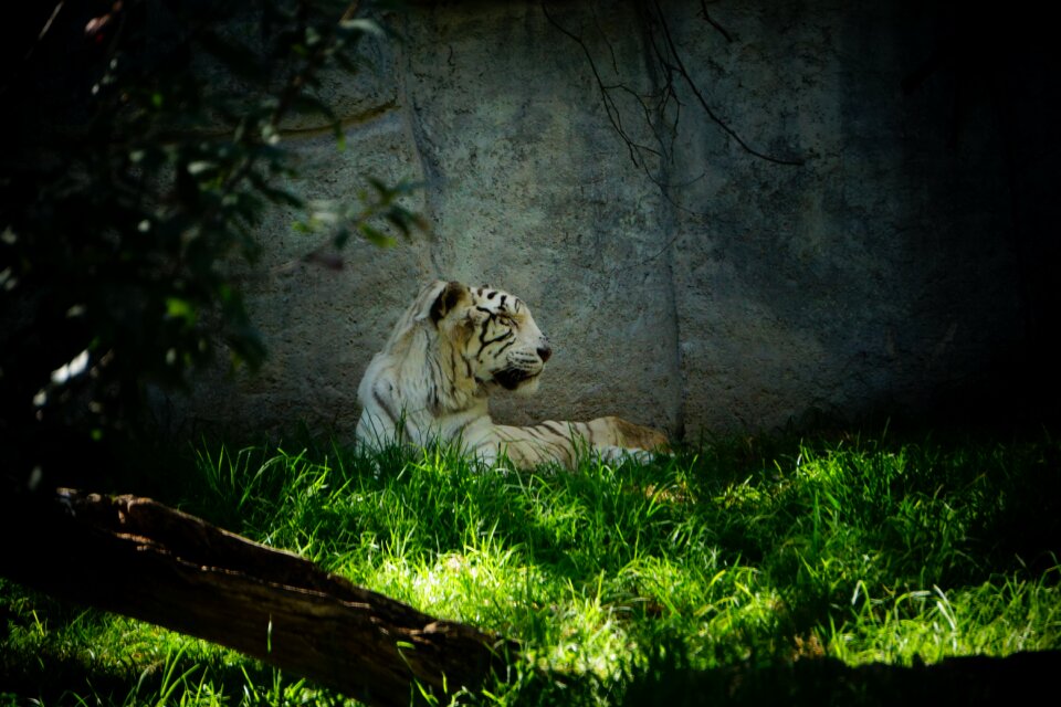 Carnivorous animals predator