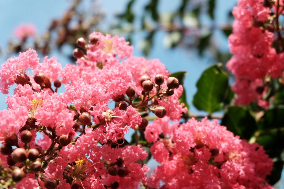 Spring summer leaves