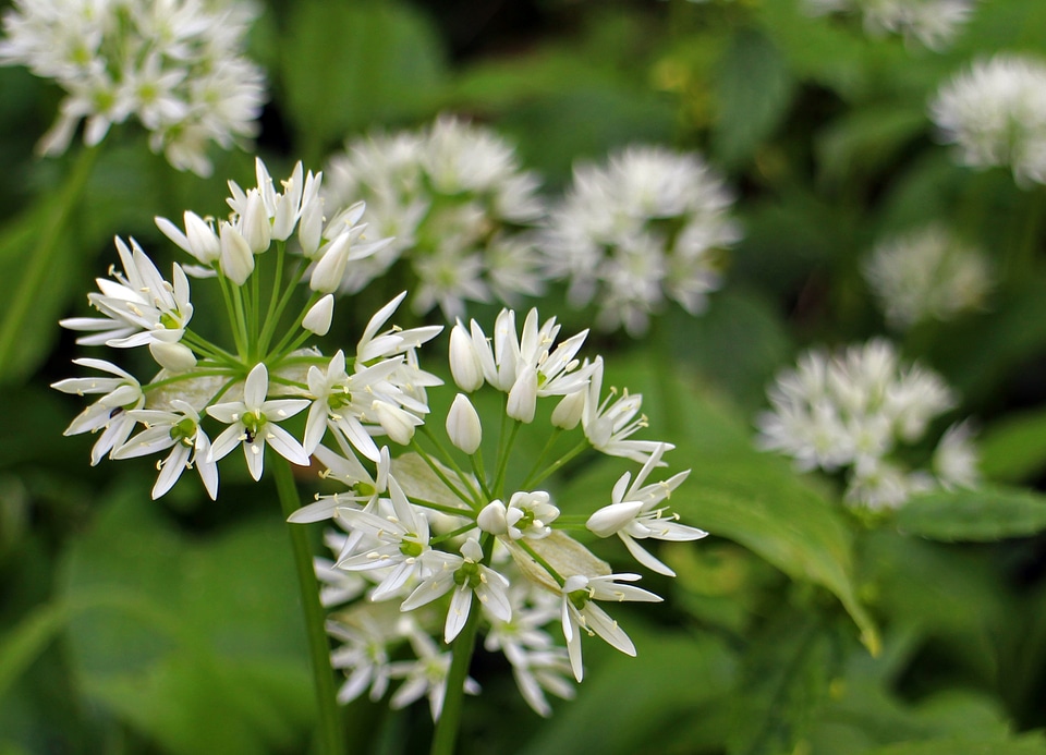 Bloom white forest